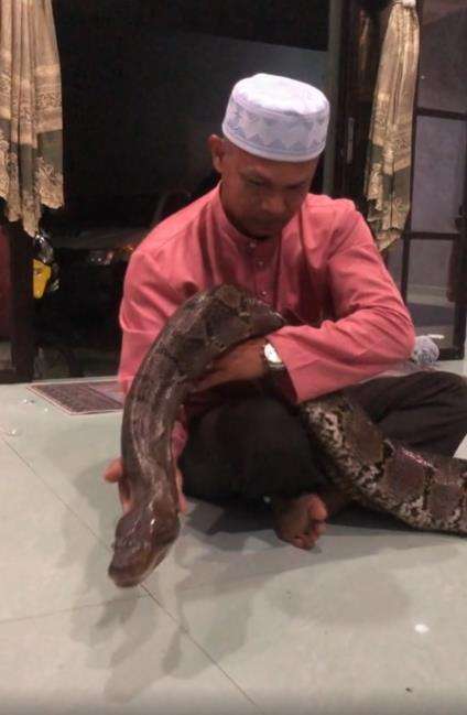 Keluarga pelihara ular piton raksasa.