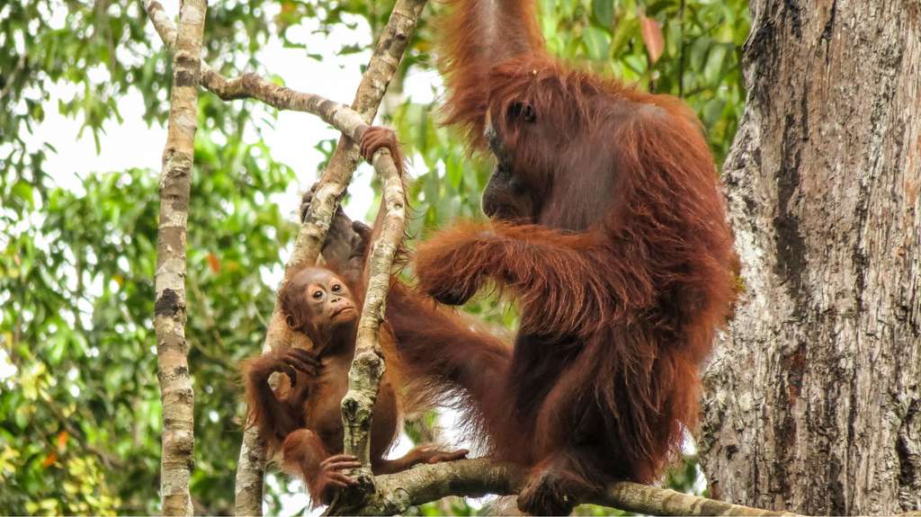 Orang utan