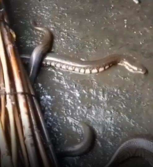 Kolam lele berubah jadi sarang ular.