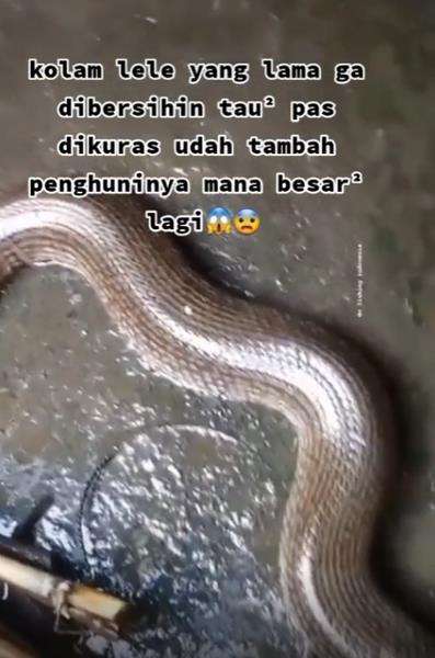 Kolam lele berubah jadi sarang ular.
