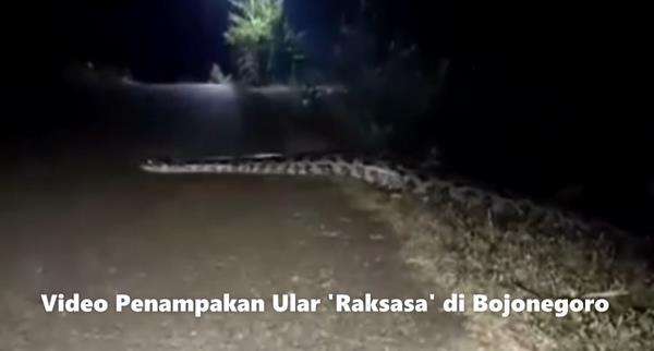 Heboh penampakan ular piton 7 meter seberangi jalan desa.