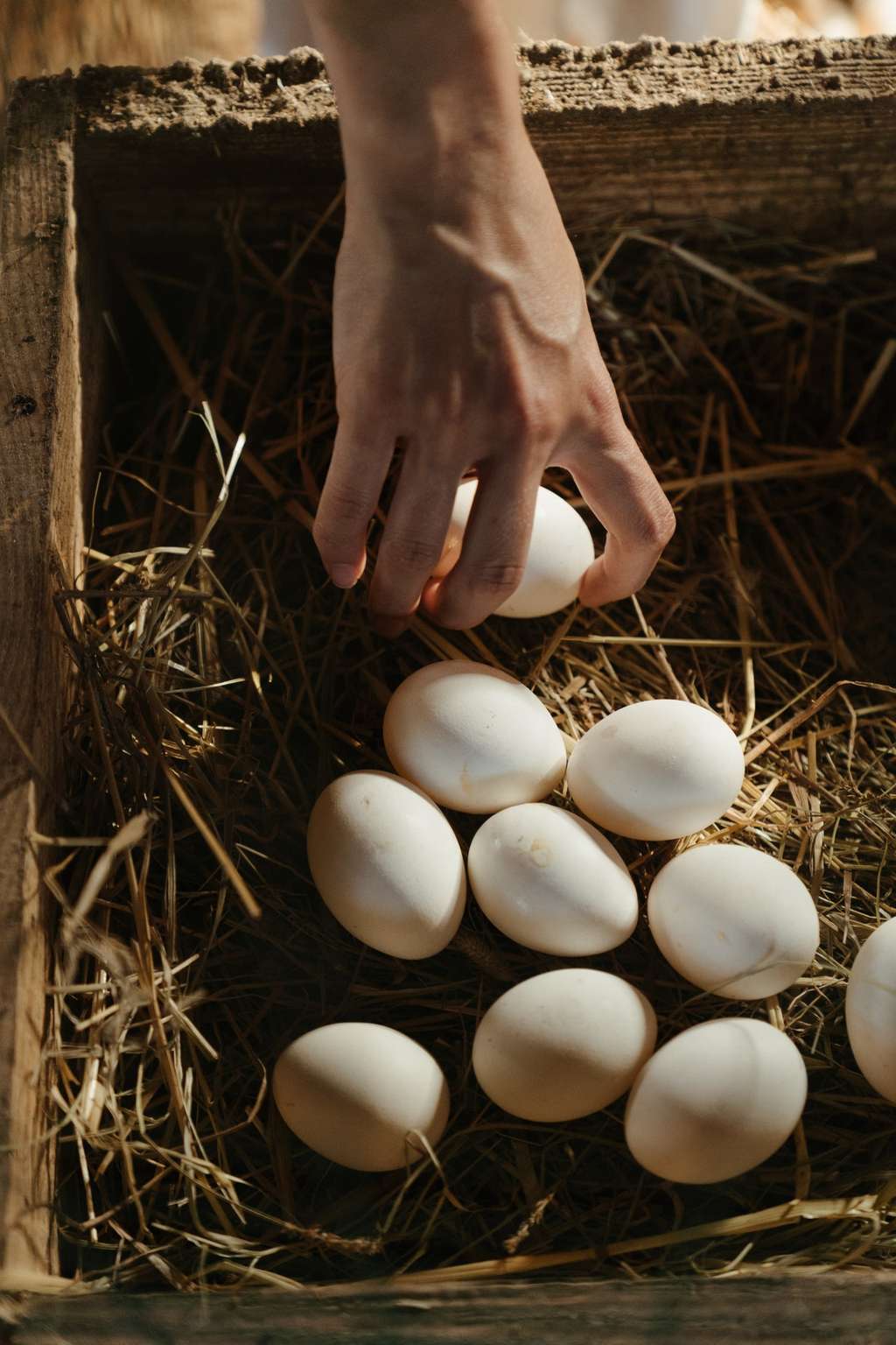 Telur