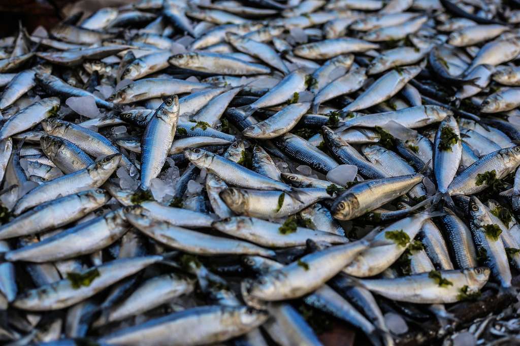 Ikan
