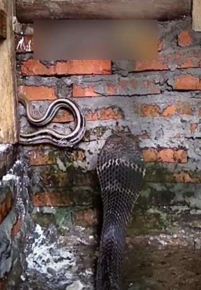 Detik-detik sebelum king kobra raksasa mangsa ular tak berdaya.
