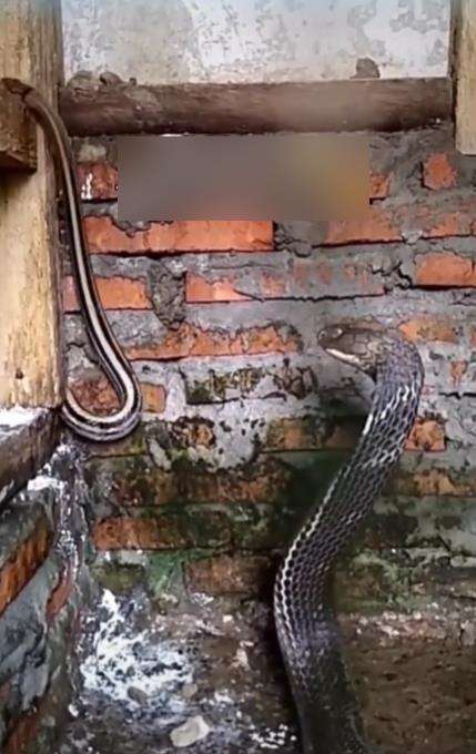 Detik-detik sebelum king kobra raksasa mangsa ular tak berdaya.