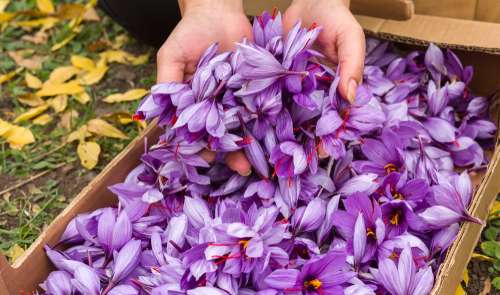 Saffron