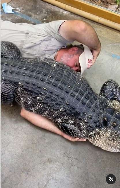 Aligator Aligator