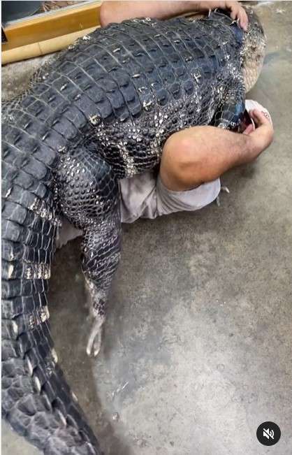 Bermain dengan aligator Bermain dengan aligator