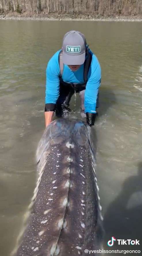 Ikan sturgeon