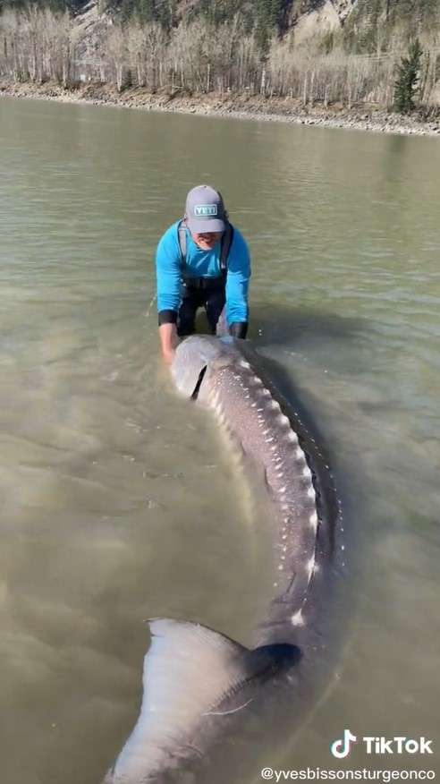 Ikan sturgeon