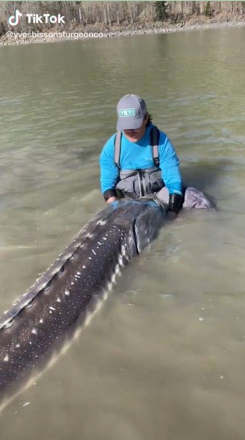 Ikan sturgeon