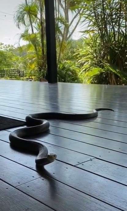 Ular masuk rumah