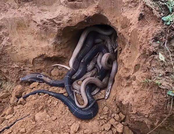 Heboh penemuan sarang berisi 100 ular kobra di pematang sawah
