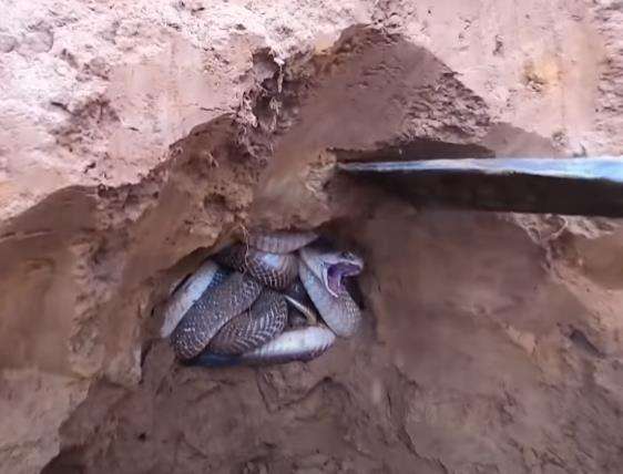 Heboh penemuan sarang berisi 100 ular kobra di pematang sawah