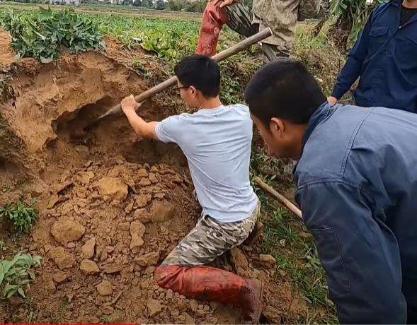 Heboh penemuan sarang berisi 100 ular kobra di pematang sawah