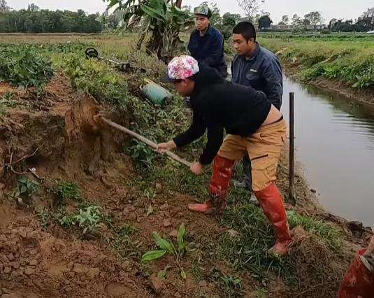 Heboh penemuan sarang berisi 100 ular kobra di pematang sawah