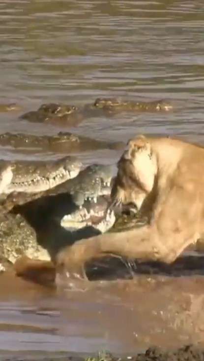 Singa bertarung lawan buaya