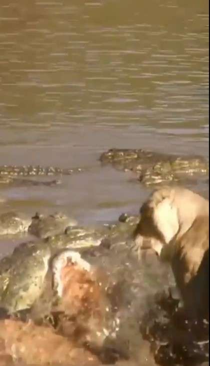 Singa bertarung lawan buaya