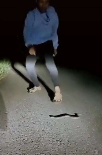 Ular aneh bukan merayap tapi melompat.