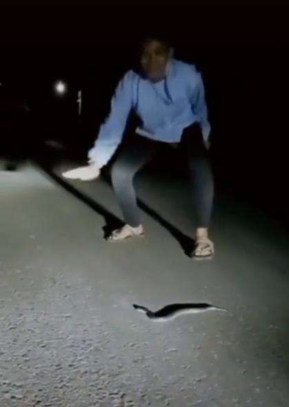 Ular aneh bukan merayap tapi melompat.
