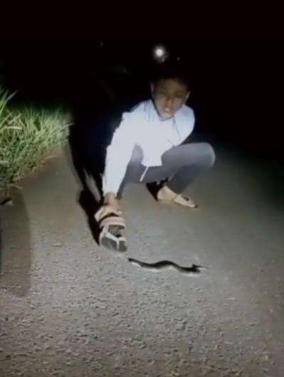 Ular aneh bukan merayap tapi melompat.