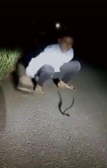 Ular aneh bukan merayap tapi melompat.