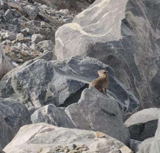 Wabar, binatang peliharaan Abu Jahal