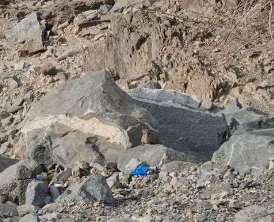 Wabar, binatang peliharaan Abu Jahal