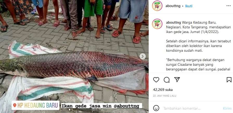 ikan