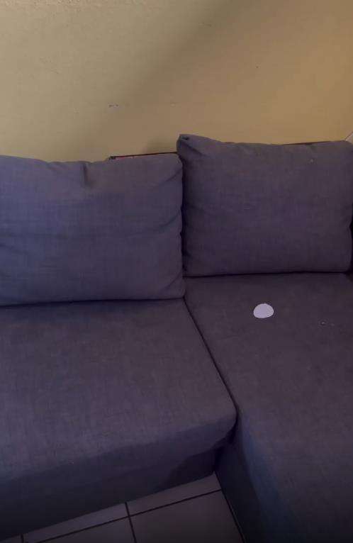 Penemuan ular cantik raksasa di sofa.