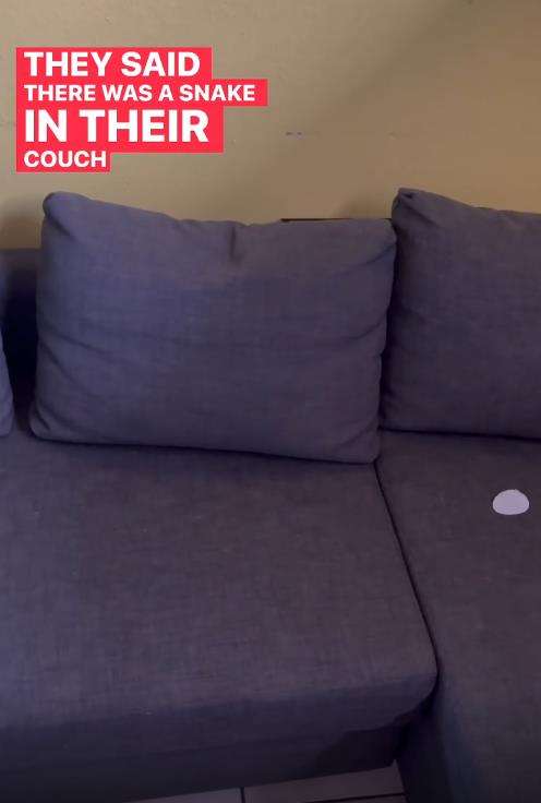 Penemuan ular cantik raksasa di sofa.