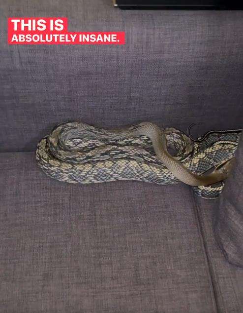 Penemuan ular cantik raksasa di sofa.
