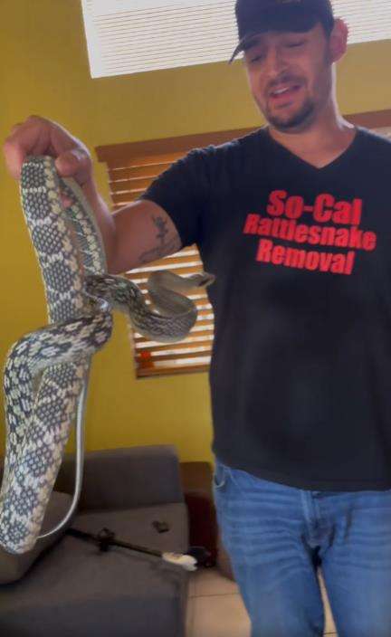 Penemuan ular cantik raksasa di sofa.