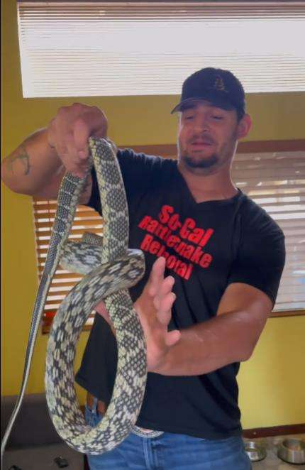 Penemuan ular cantik raksasa di sofa.