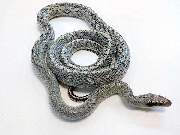 Penemuan ular cantik raksasa di sofa.