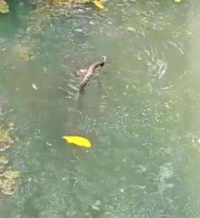 Nasib ular salah masuk kolam.