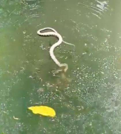 Nasib ular salah masuk kolam.