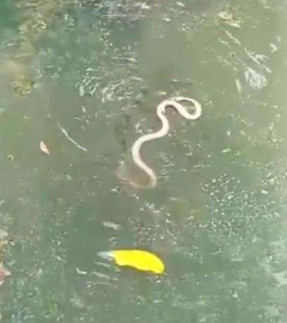 Nasib ular salah masuk kolam.