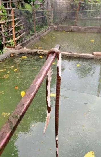Nasib ular salah masuk kolam.