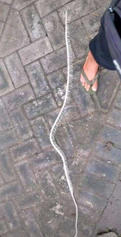 Nasib ular salah masuk kolam.