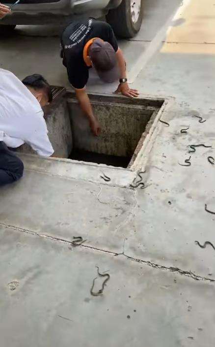 Penemuan ratusan anak ular di selokan.