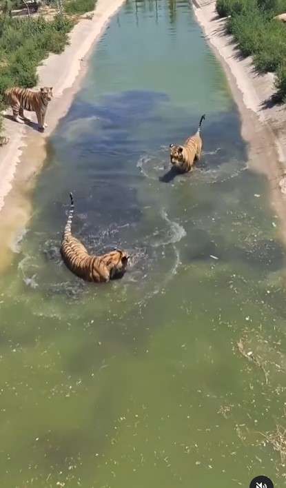 Harimau berebut mangsa