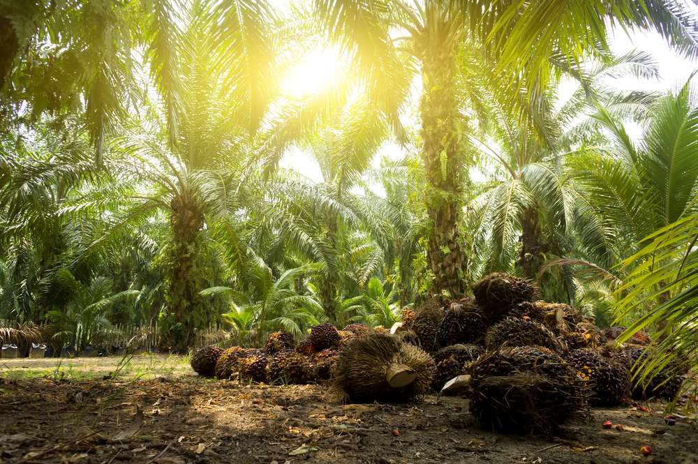 Minyak Kelapa Sawit