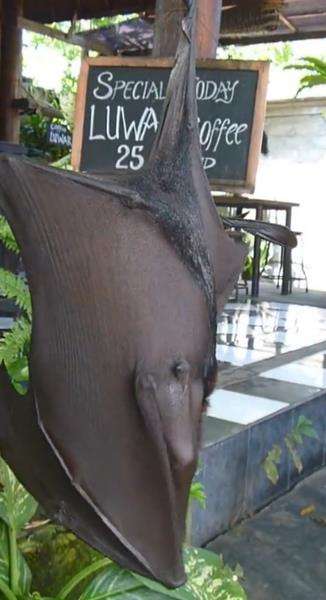 Viral kelelawar raksasa menggantung depan kafe.