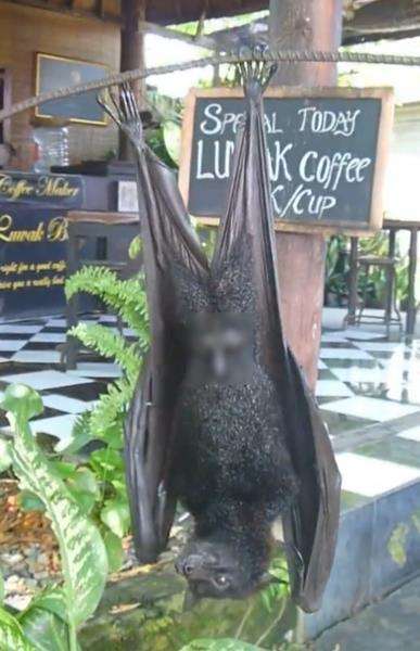 Viral kelelawar raksasa menggantung depan kafe.