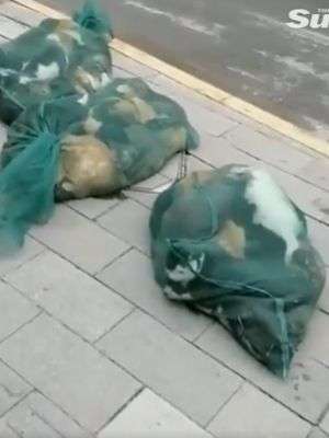 Hewan peliharaan dibunuh di Shanghai