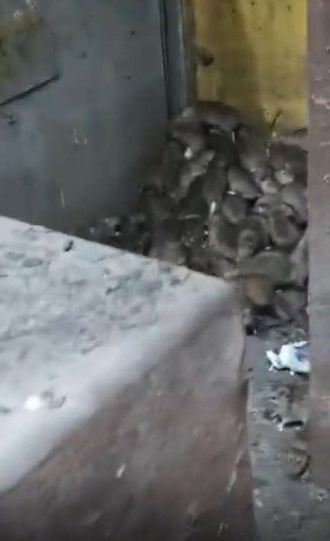 Penampakan ratusan ribu tikus dalam gudang kosong.