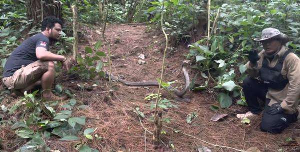 Panji Petualang diadang monster king kobra liar penghuni hutan belantara.