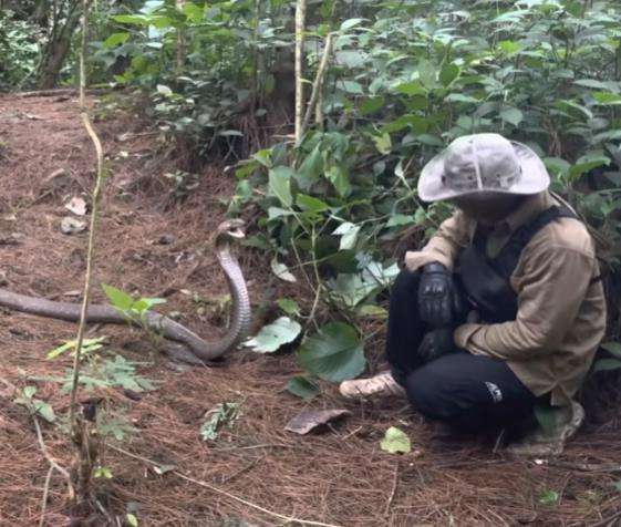 Panji Petualang diadang monster king kobra liar penghuni hutan belantara.