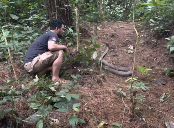 Panji Petualang diadang monster king kobra liar penghuni hutan belantara.
